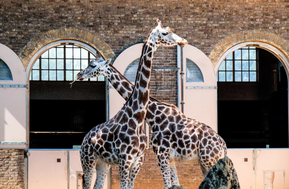 Girafes au zoo de Londres