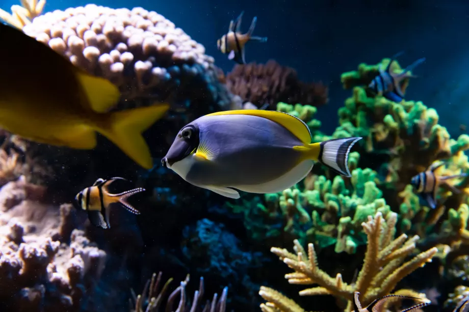 Aquarium du zoo de Londres