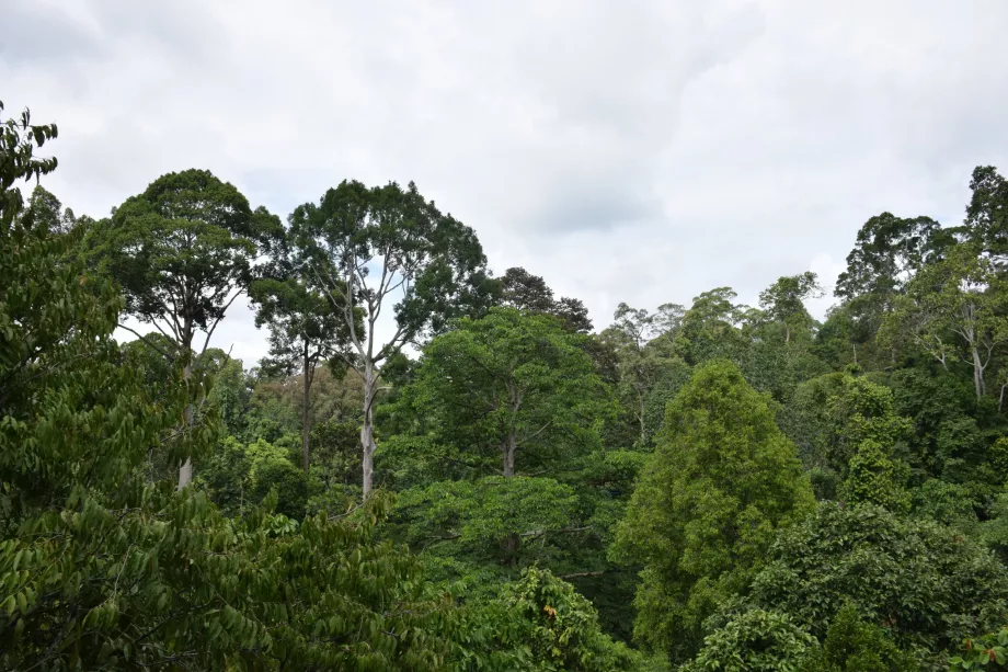 Jungle de la vallée de Danum, Sabah, Bornéo