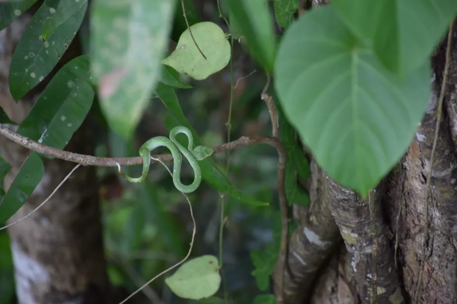 Tabin, Sabah, Bornéo