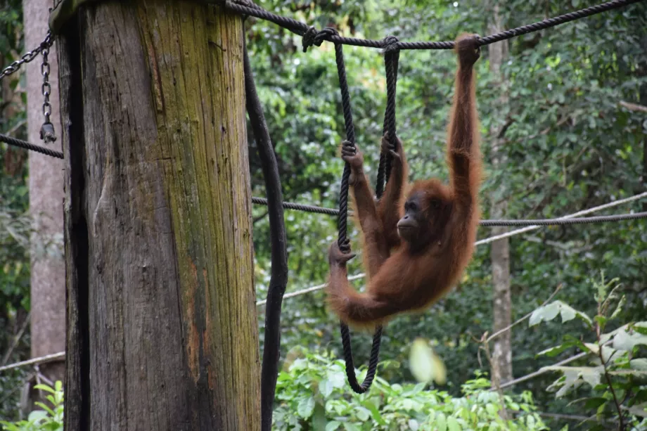 Centre de réhabilitation Organgtan à Sepiloku, Sabah, Bornéo