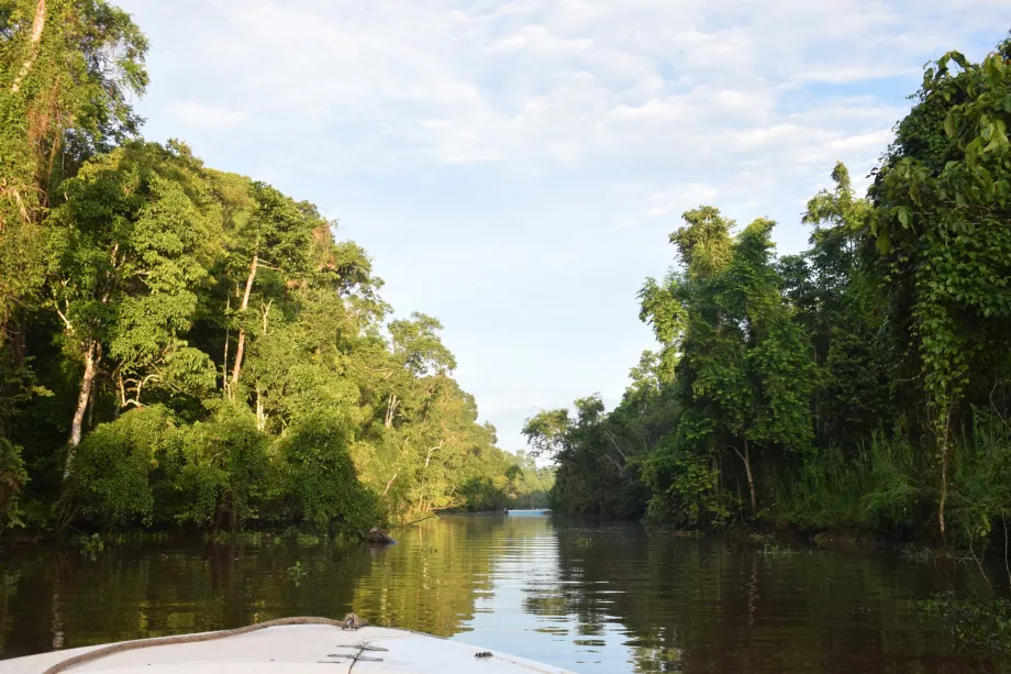 Safari fluvial sur la rivière Kinabatangan, Sabah, Bornéo