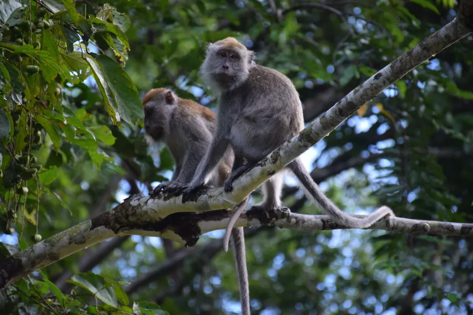 Vallée de Danum, Sabah, Botnro