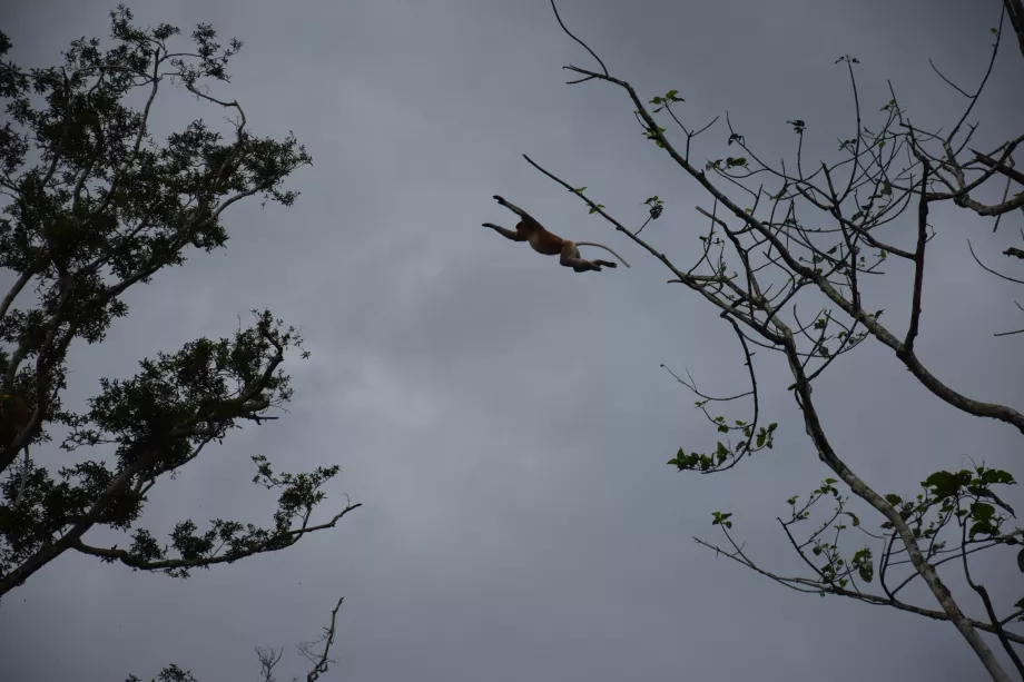 Rivière Kinabatangan, Sabah, Bornéo