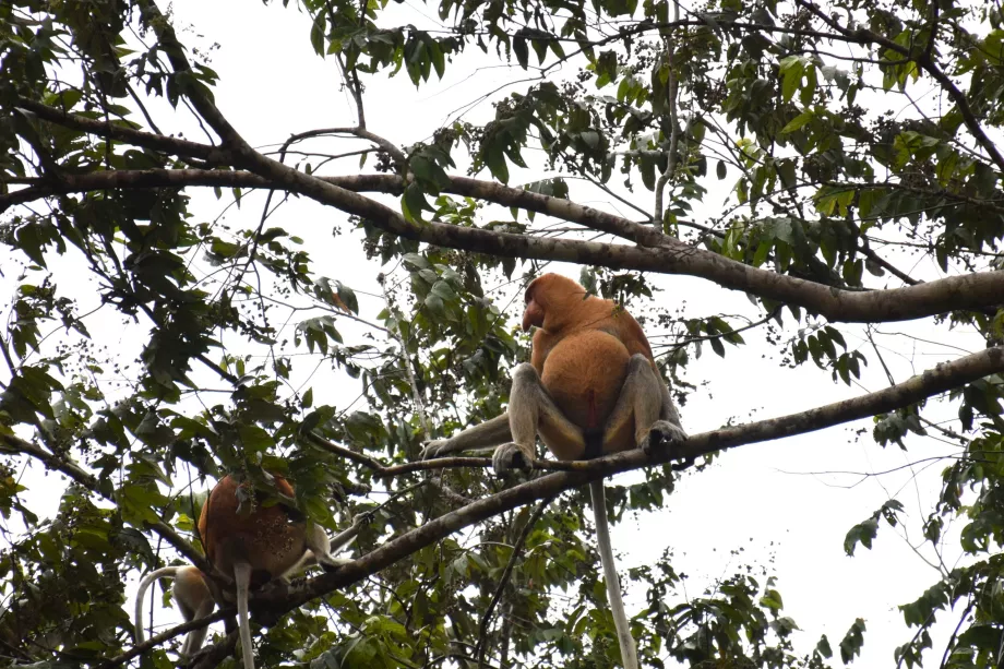 Zones humides de Klias, Sabah, Bornéo