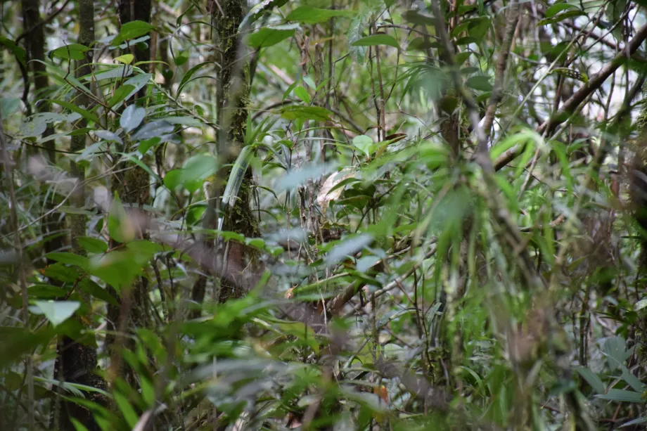 Bassin de la rivière Maliau, Sabah, Bornéo