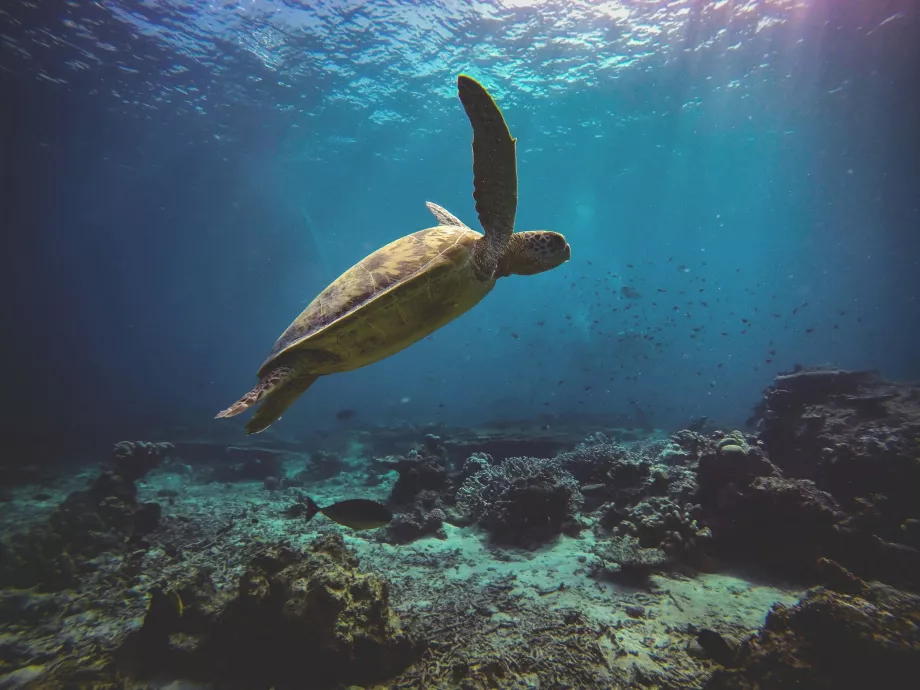 Île de la Tortue, Sabah, Bornéo