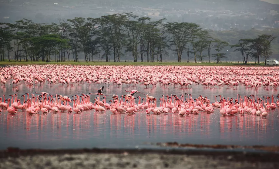 Flamants roses à Nakuru