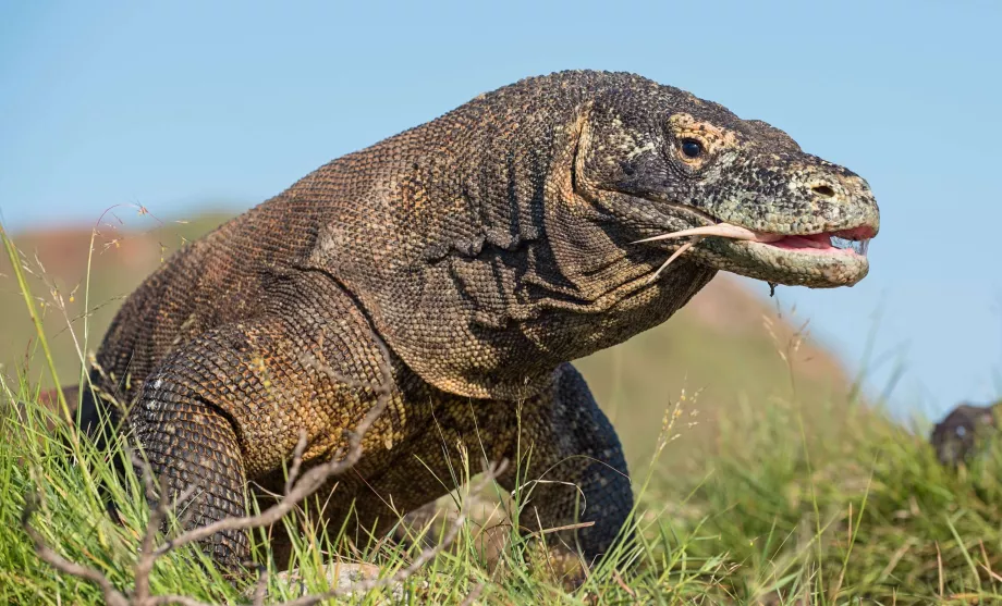 Varan de Komodo