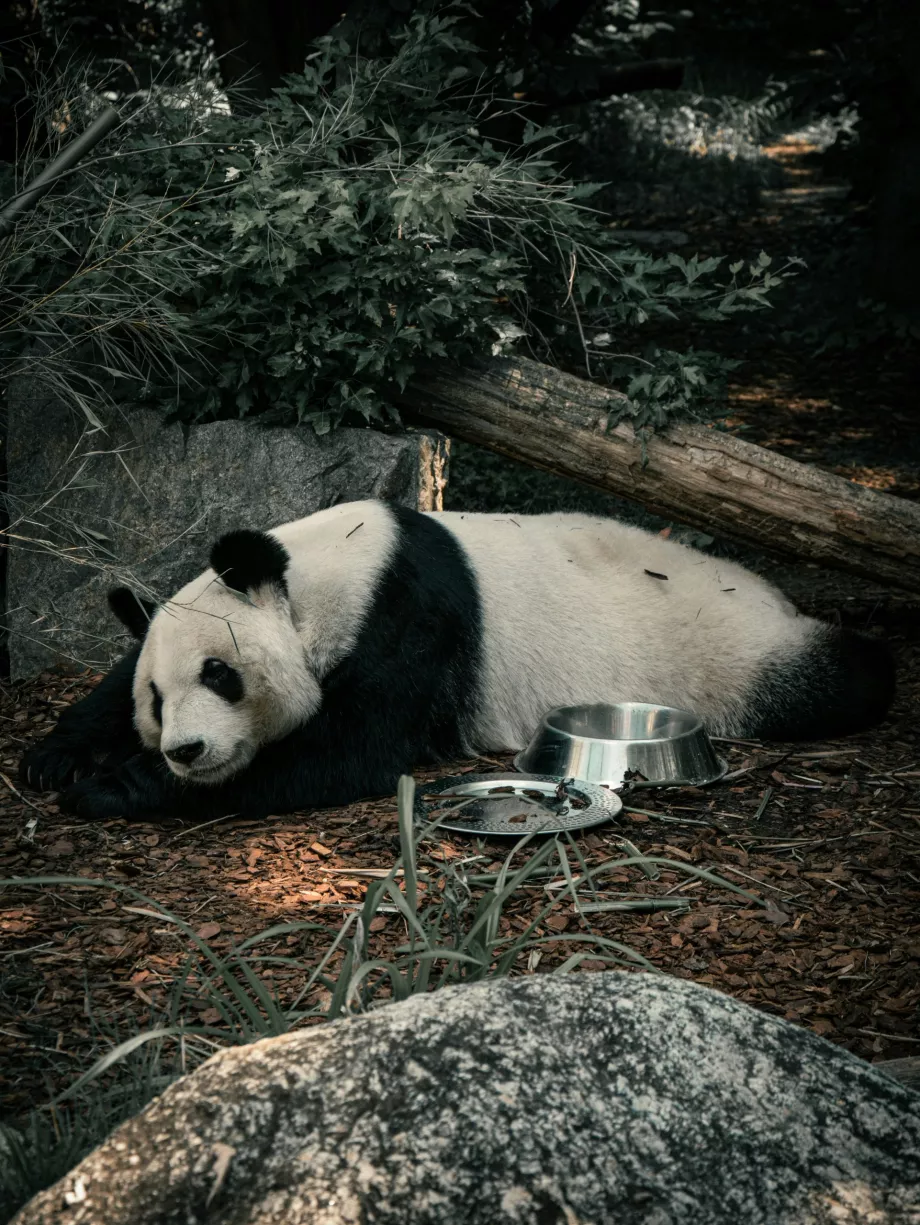 Panda géant au zoo de Vienne