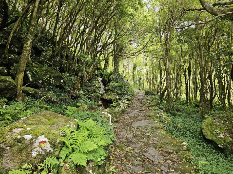 La route vers les cascades de Ribeira do Ferreiro