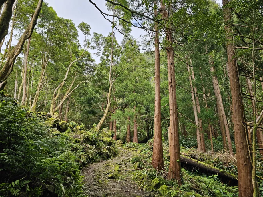 La route vers les chutes de Ferreiro