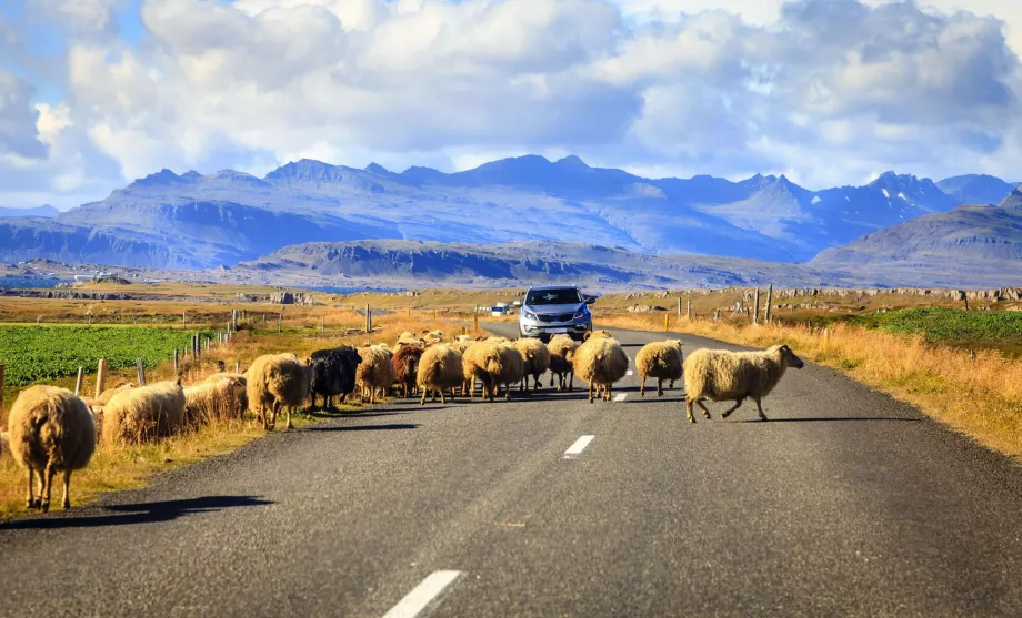 Moutons en Islande