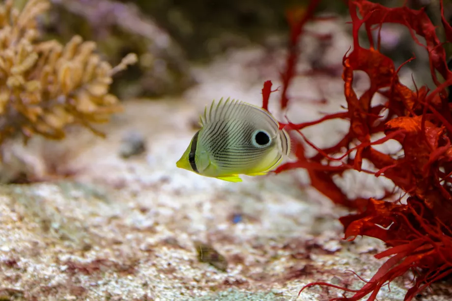 Aquarium Shedd