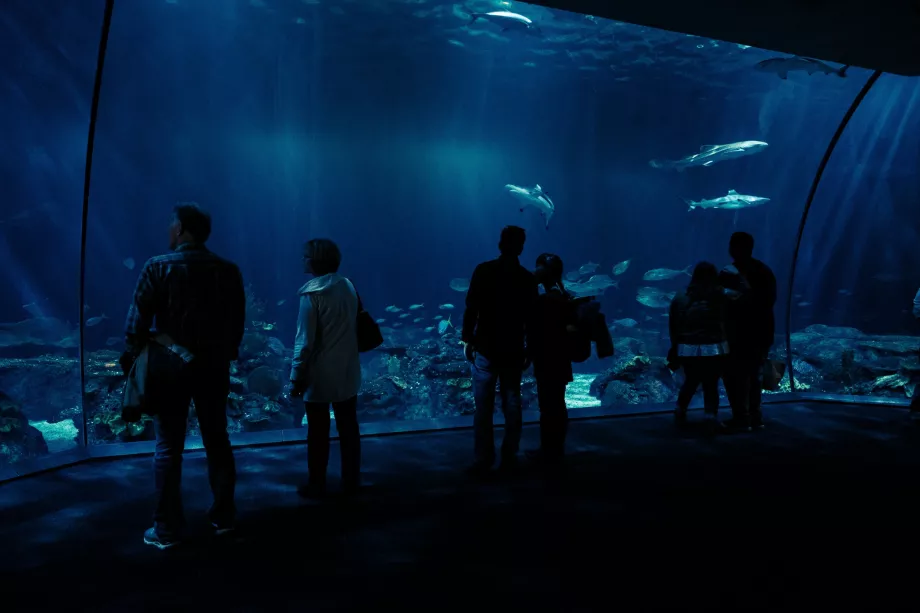 Aquarium Shedd