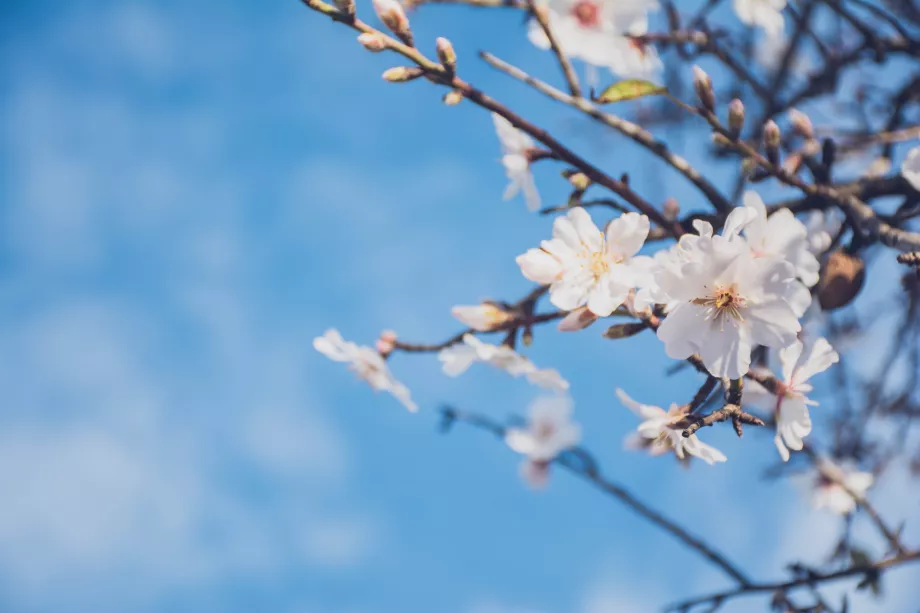 Amandier à fleurs