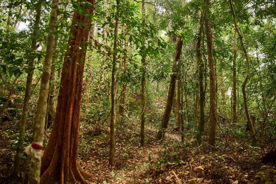 Parc national, Phu Quoc, Vietnam