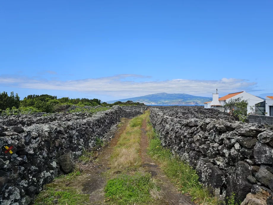 Randonnée pédestre dans les vignobles de Criacao Velha