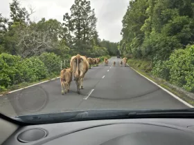 Vaches sur la route