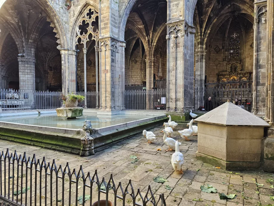 Cathédrale de Barcelone, Cour