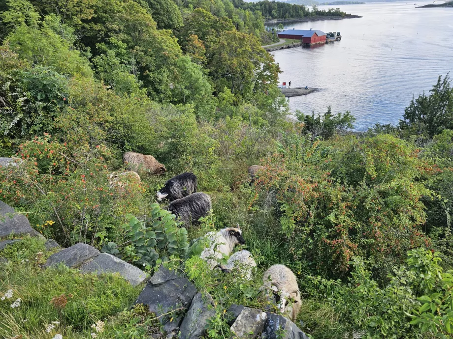 Les animaux de l'île d'Hovedoya