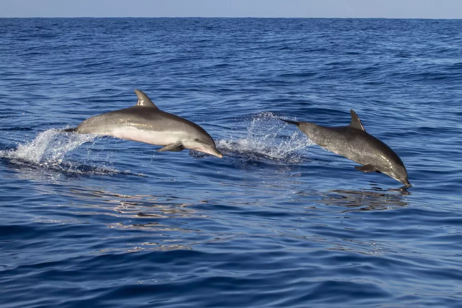 Dauphins de Madère