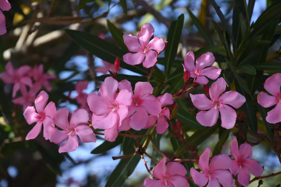 Bougainvilliers