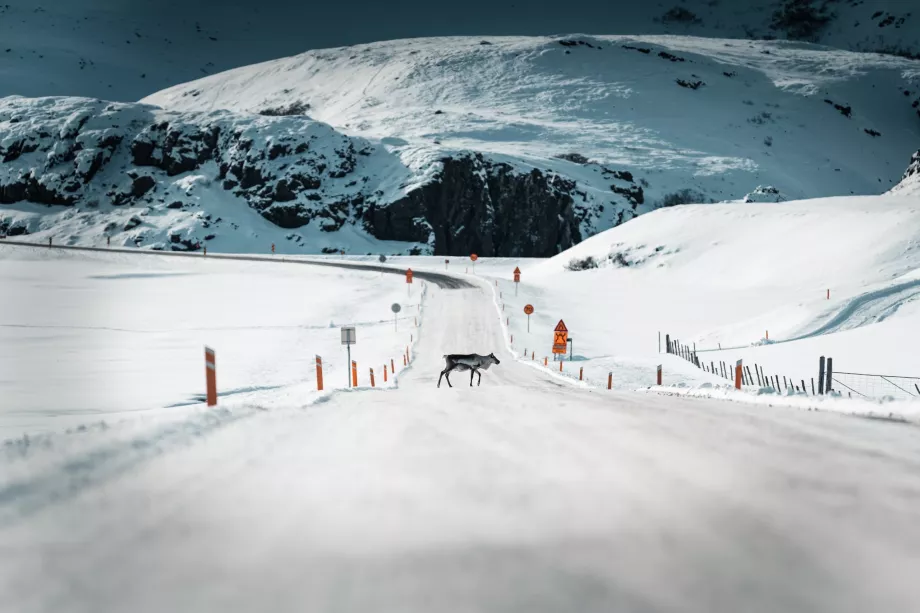 Renne sur la route