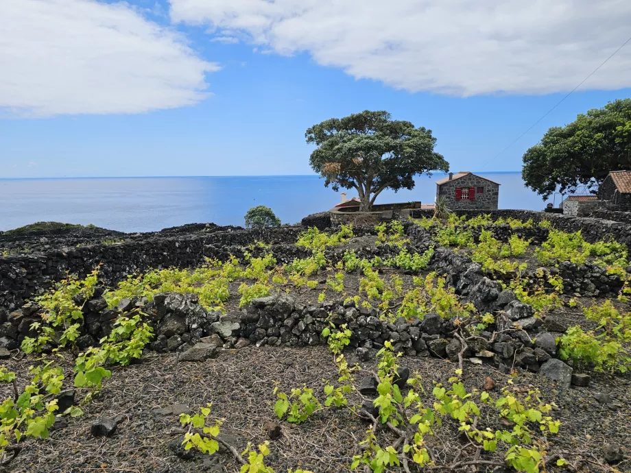 Vignobles de lave