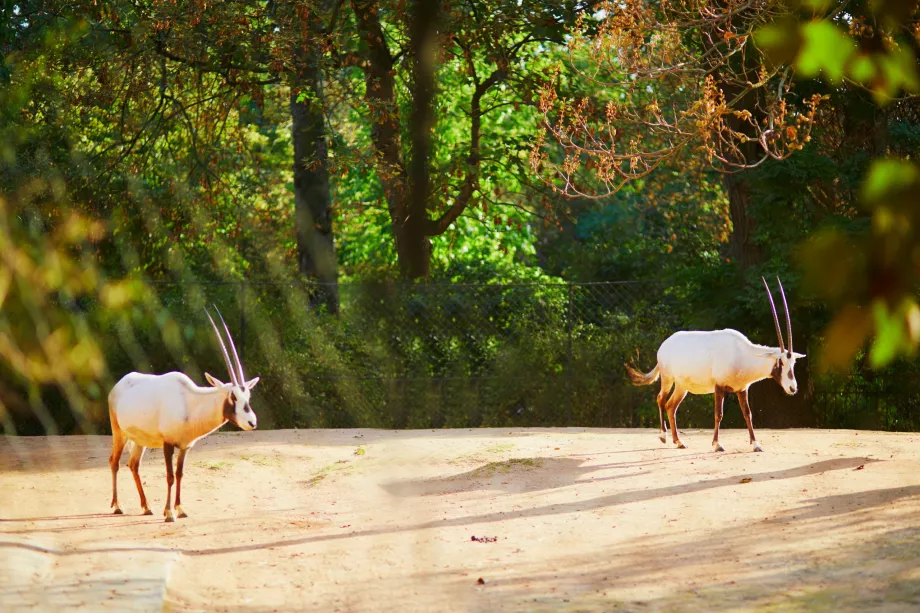 Zoo du Jardin des Plantes