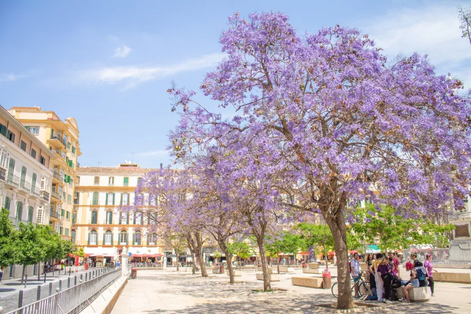 Jacaranda