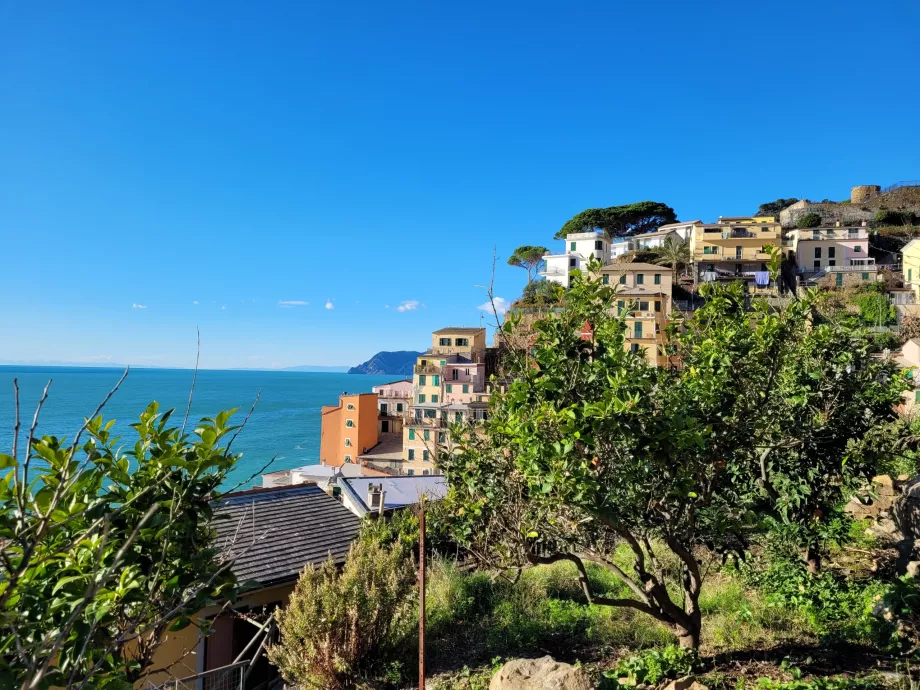 Orangers à Riomaggiore