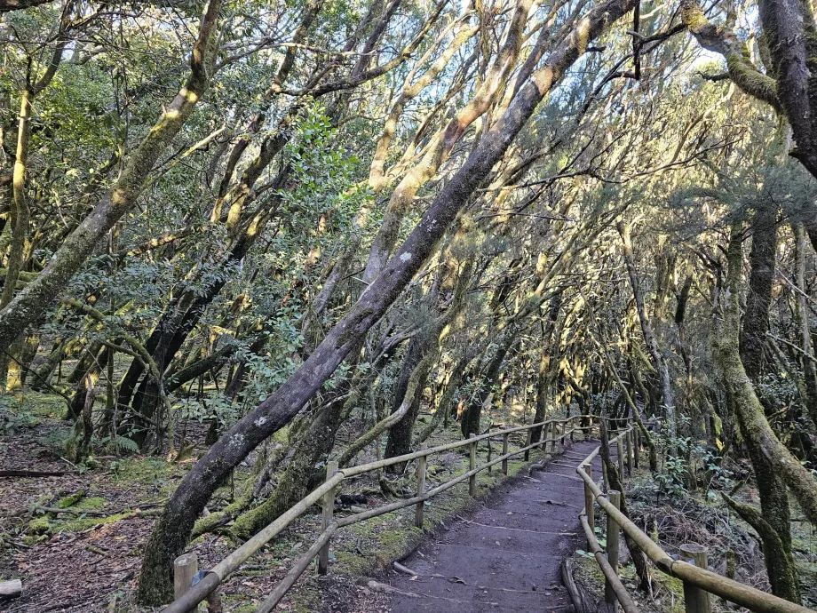 Forêts de lauriers autour de Laguna Grane