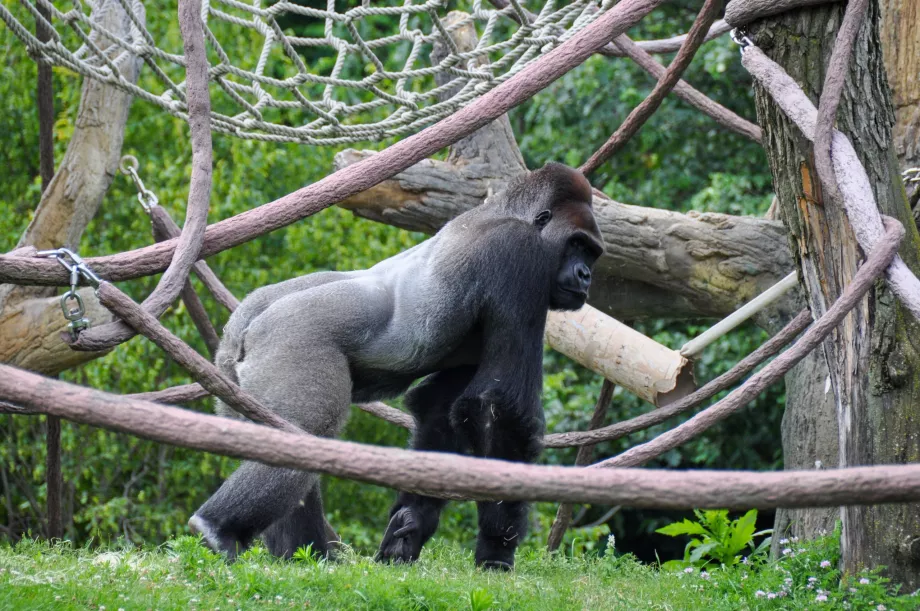 Zoo de Lincoln