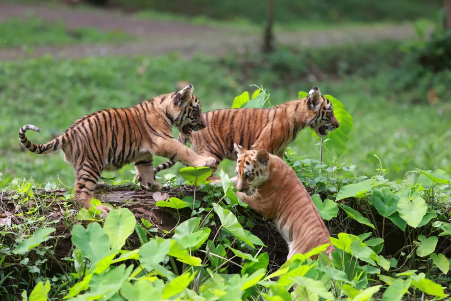 Zoo de Ragunan