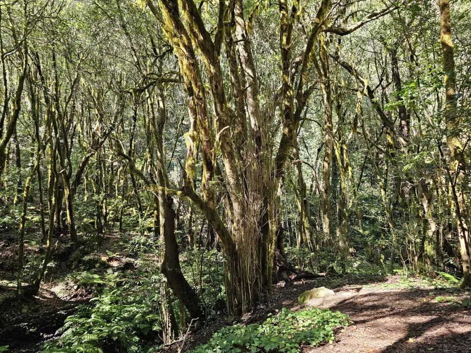 Les forêts autour d'El Cedro