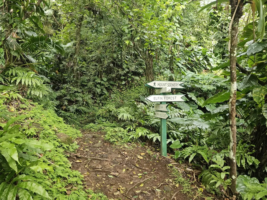 Sentiers de randonnée à Saba