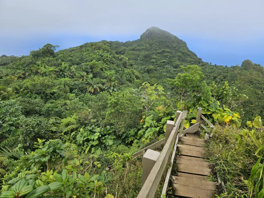 Sentier du mont Scenery