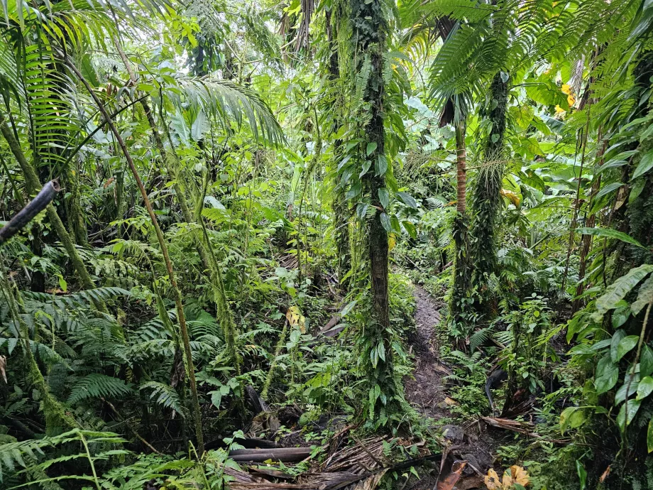 Sentier de la forêt d'Elfin