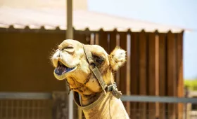 Parc des chameaux