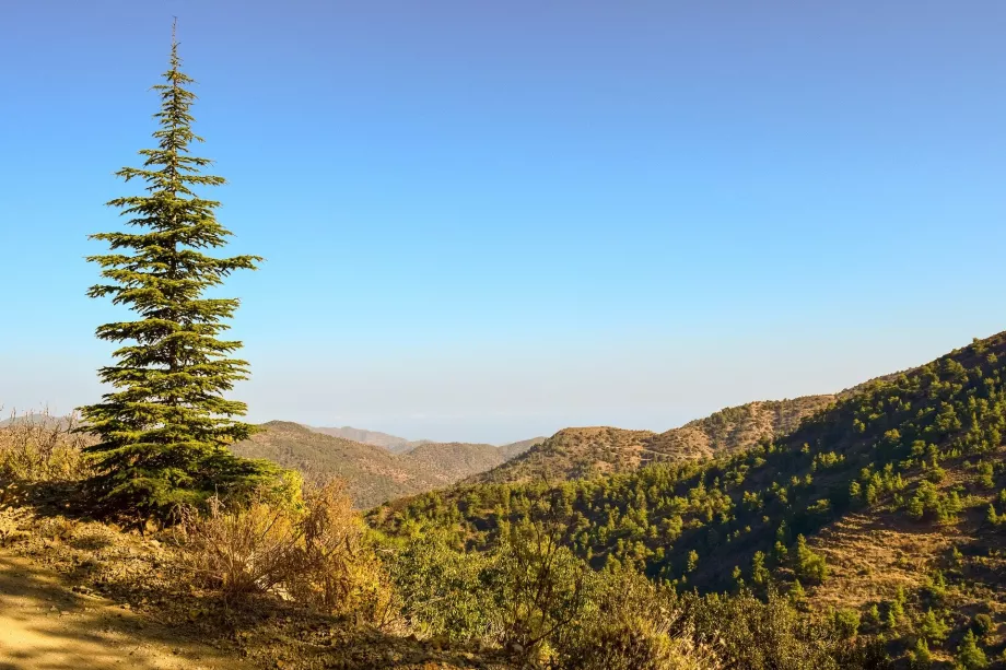 Épicéa de Troodos