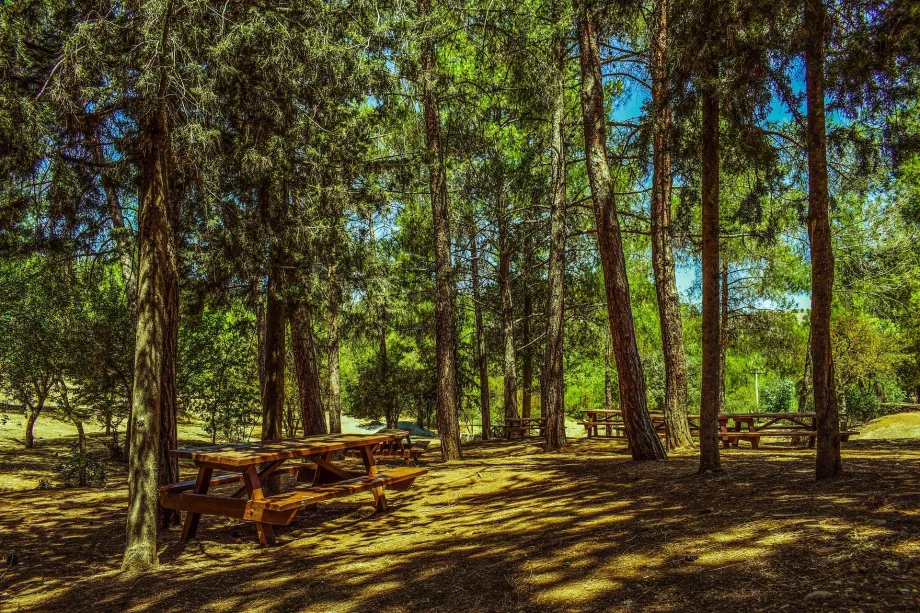 Forêt de Troodos