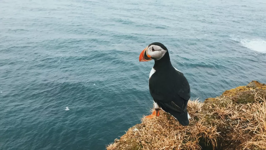 Papuchalk sur Látrabjarg