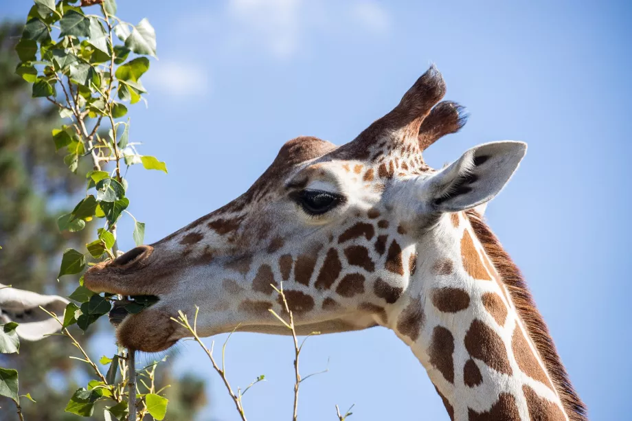 Girafe au zoo de Schönbrunn