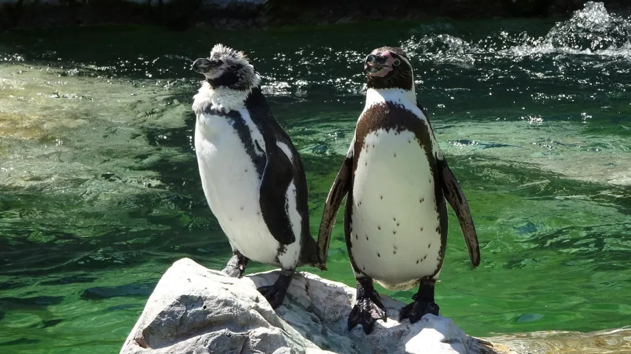 Pingouin au zoo de Schönbrunn