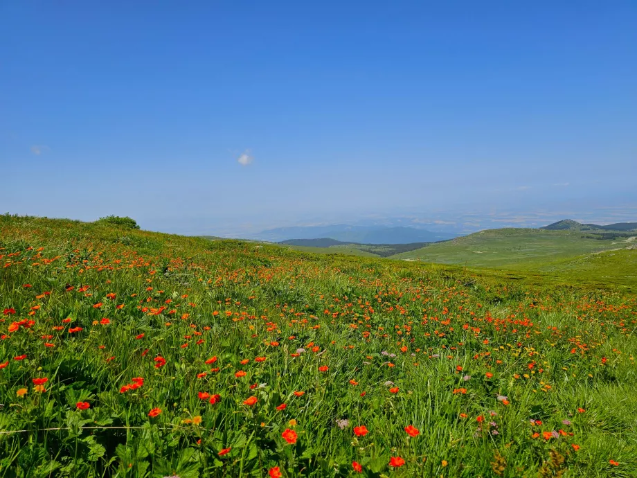 Prairies dans les montagnes de Vitosha