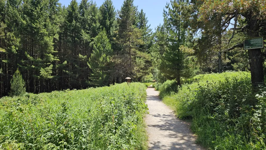 Forêts des basses altitudes des monts Vitosha