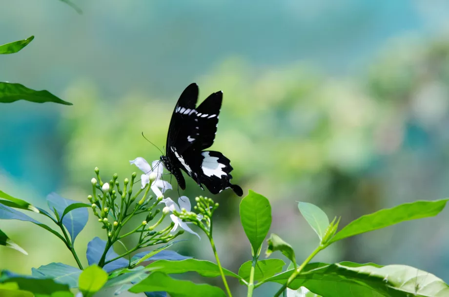 Jardin des papillons