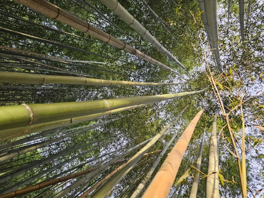 Forêt de bambous