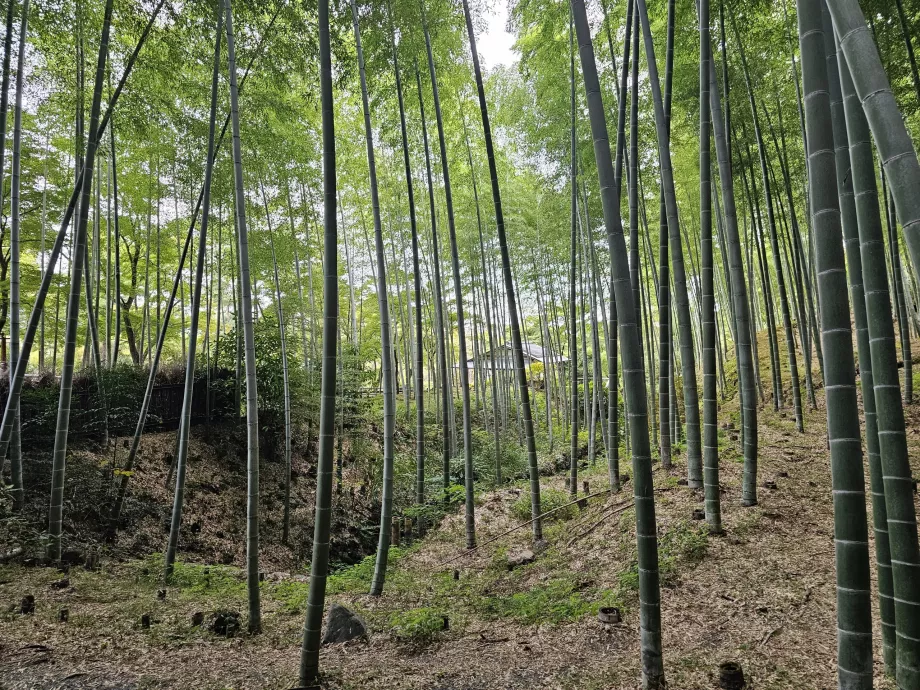 Forêt de bambous